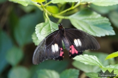 Ruby-Spotted Swallowtail