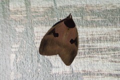 Dirphia Moth