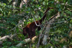 Columbian Red Howler Monkey