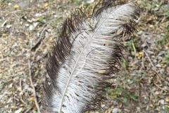 Feather