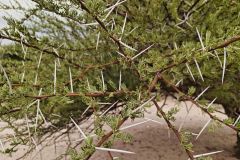 Acacia Thorns