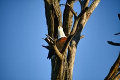 African Fish Eagle