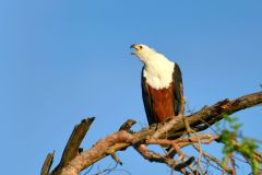 Fish Eagle