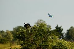 Lilac-Breasted Roller and Fish Eagle