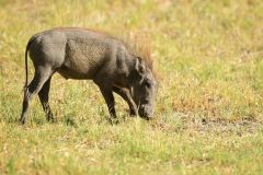 Warthog