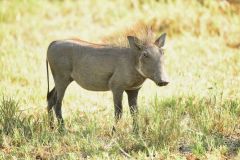 Warthog