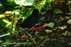 Black Crake