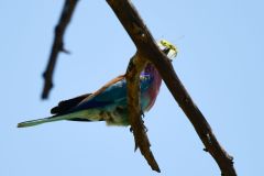 Lilac-Breasted Roller