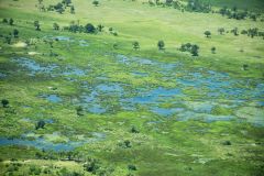 Okavango Delta