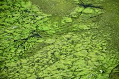 Okavango Delta