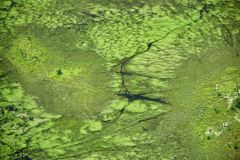 Okavango Delta