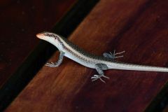 Wahlberg's Striped Skink