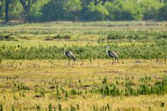 Wattled Crane