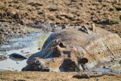 Red-Billed Oxpecker