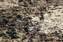 Collared Pratincole