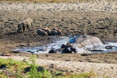 Hippopotamus and Warthogs