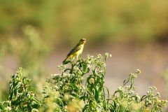 Village Weaver