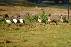 Sacred Ibis and Egyptian Goose