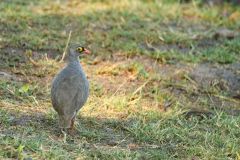 Red-Billed Spurfowl