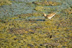 Wood Sandpiper