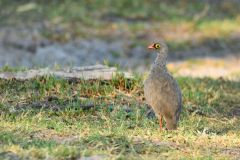 Red-Billed Spurfowl