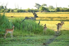 Kudu and Gazelle