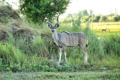 Kudu