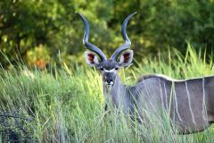 Kudu