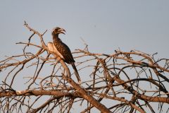 African Gray Hornbill