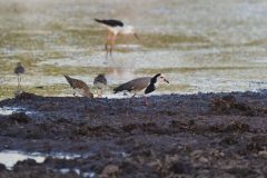 Long-Toed Lapwing