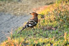 African Hoopoe