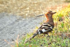 African Hoopoe