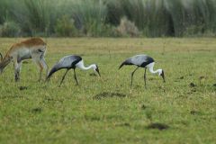 Wattled Crane