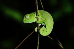 Flap-Necked Chameleon