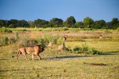 Lion and Lechwe