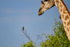 Meyer's Parrot