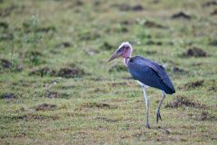 Maribu Stork