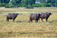 Cape Buffalo