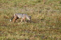 Side-Striped Jackal