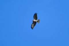 Black-Chested Snake Eagle