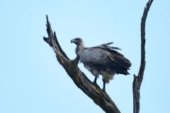 White-Backed Vulture