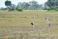 Wattled Crane