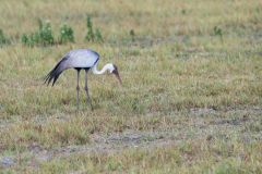 Wattled Crane