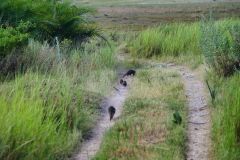 Banded Mongoose