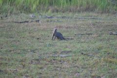 Banded Mongoose