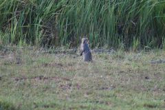 Banded Mongoose