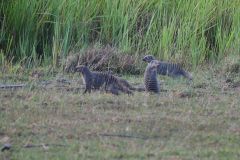 Banded Mongoose