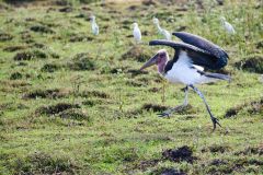 Maribu Stork