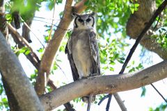 Verreaux's Eagle-Owl