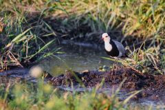 Long-Toed Lapwing